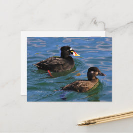Surf zwaaide eenden op Pier's Edge Briefkaart