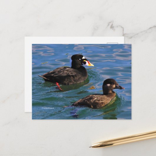 Surf zwaaide eenden op Pier's Edge Briefkaart (Voorkant / Achterkant in situ)