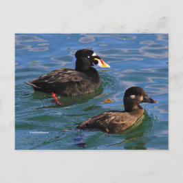 Surf zwaaide eenden op Pier's Edge Briefkaart