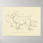 Surface Anatomy of the Dog Chart Poster (Voorkant)