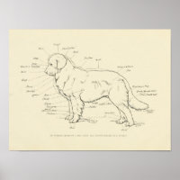 Surface Anatomy of the Dog Chart