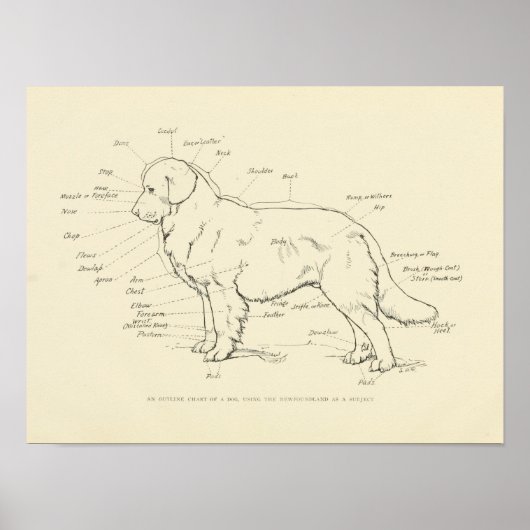 Surface Anatomy of the Dog Chart Poster (Voorkant)