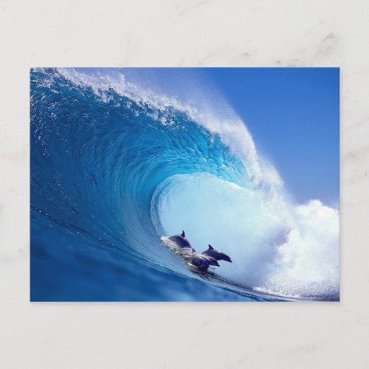 Surfende dolfijnen briefkaart (Voorkant)