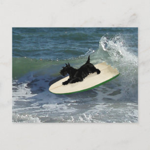 Surfing Scottish Terrier Briefkaart