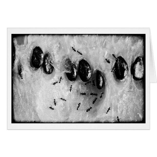 surfmieren (Voorkant Horizontaal)