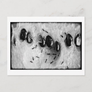 surfmieren briefkaart