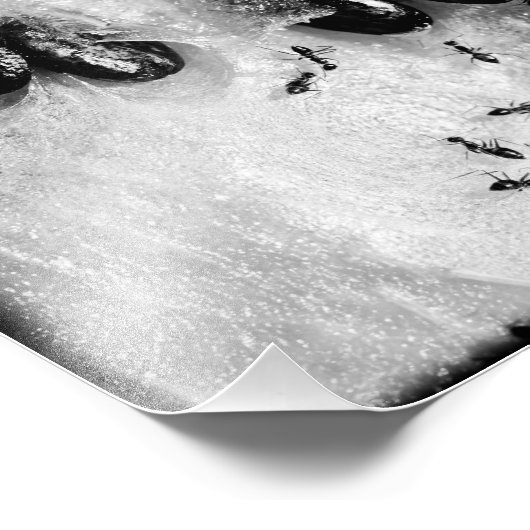 surfmieren foto afdruk (Hoek)