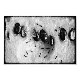 surfmieren foto afdruk