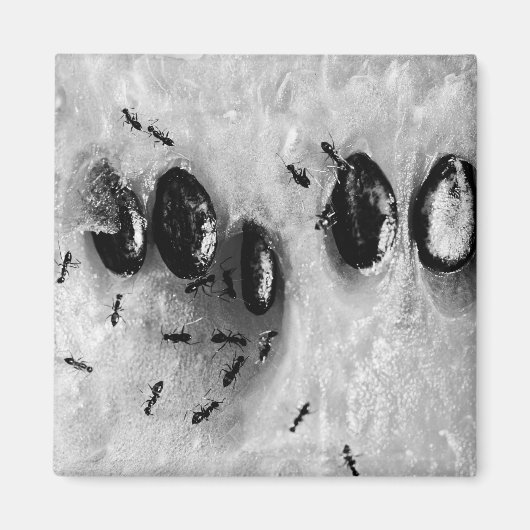 surfmieren magneet (Voorkant)