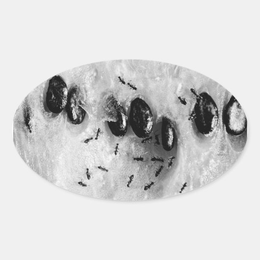 surfmieren ovale sticker (Voorkant)