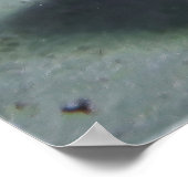 Surgeonvissen Paar Poster (Hoek)