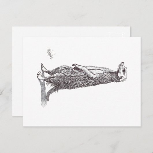 SURICATA. MEERKAT BRIEFKAART (Voorkant / Achterkant)