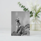 Suricate Briefkaart (Staand voorkant)