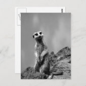 Suricate Briefkaart (Voorkant / Achterkant)