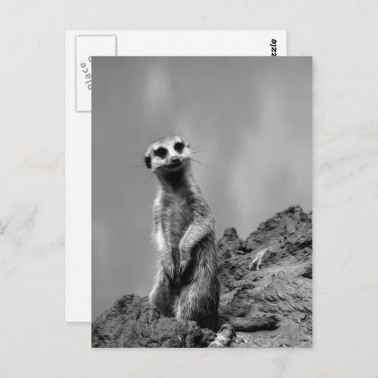 Suricate Briefkaart (Voorkant / Achterkant)