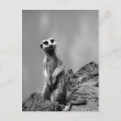 Suricate Briefkaart (Voorkant)
