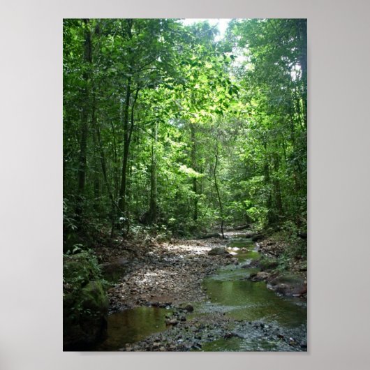 Surinaambos Poster (Voorkant)