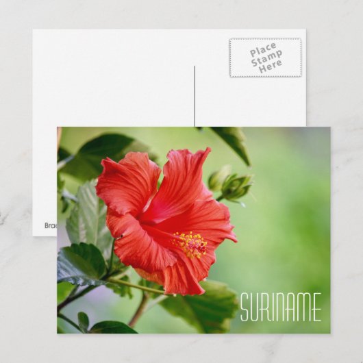 Surinaamse hibiscus flower briefkaart (Voorkant / Achterkant)