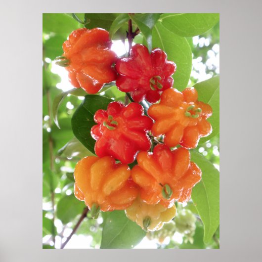 Surinam Cherries Poster (Voorkant)