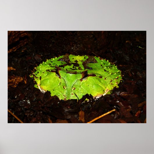 Surinam Horned Frog Ceratophrys Cornuta Poster (Voorkant)