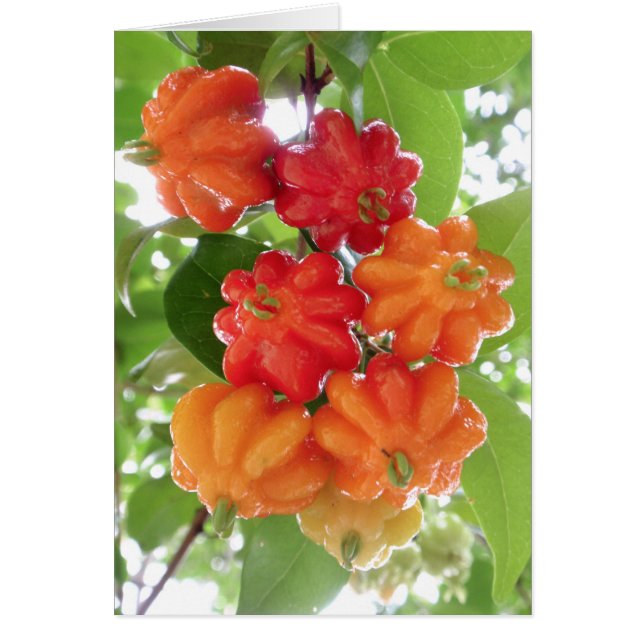 Suriname Cherries (Voorkant)