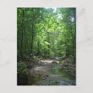 Suriname Forest Briefkaart