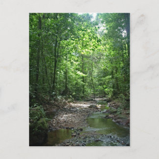 Suriname Forest Briefkaart