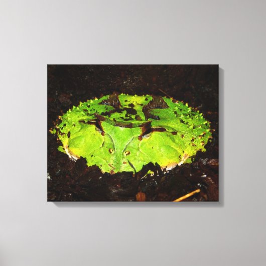 Suriname Horned Frog Ceratophrys Cornuta Canvas Afdruk (Voorkant)