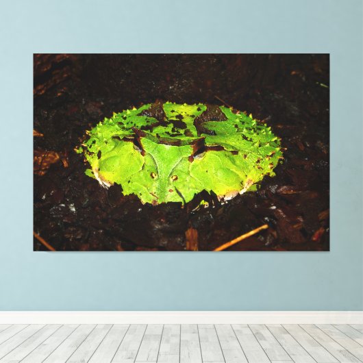 Suriname Horned Frog Ceratophrys Cornuta Canvas Afdruk (Insitu (Houten vloer))