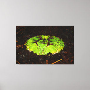 Suriname Horned Frog Ceratophrys Cornuta Canvas Afdruk