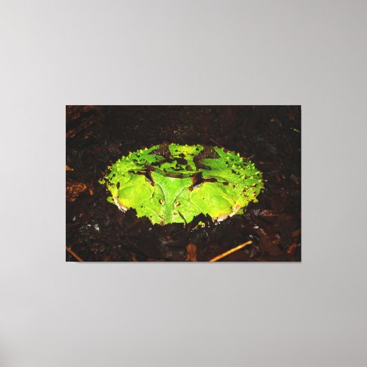 Suriname Horned Frog Ceratophrys Cornuta Canvas Afdruk (Voorkant)