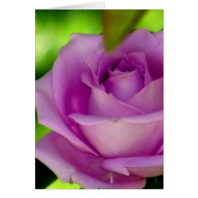 Surrender_ (Voorkant)