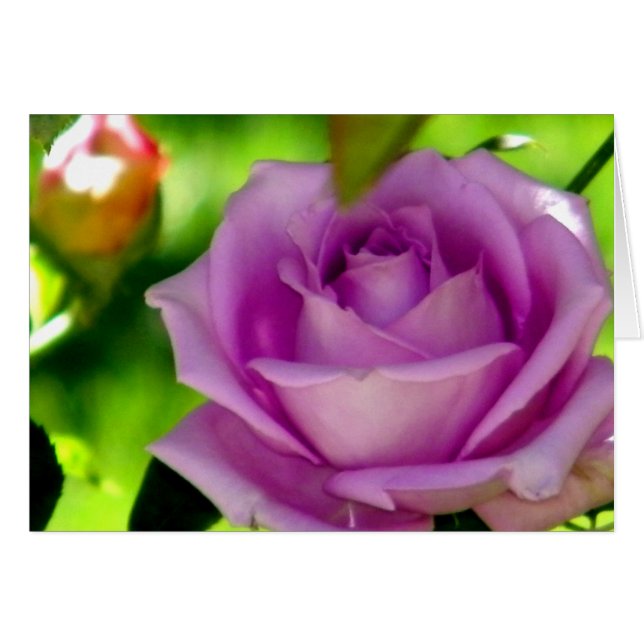 Surrender_ (Voorkant Horizontaal)