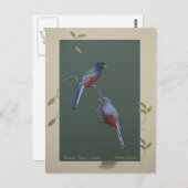 Surucua Trogon - koppel Briefkaart (Voorkant / Achterkant)