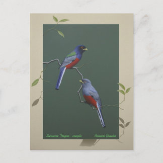 Surucua Trogon - koppel Briefkaart