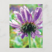 Survivor, Purple Flower with Dew Briefkaart (Voorkant)
