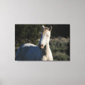 Survivor ~ Wild Iconic Stallion van Steens Canvas (Voorkant)