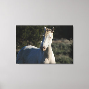 Survivor ~ Wild Iconic Stallion van Steens Canvas