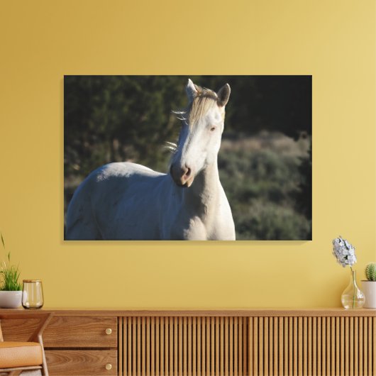 Survivor ~ Wild Iconic Stallion van Steens Canvas Afdruk (Insitu (Woonkamer))