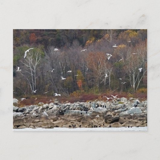 Susquehanna Briefkaart (Voorkant)