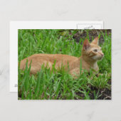 süße braune Katze Briefkaart (Voorkant / Achterkant)