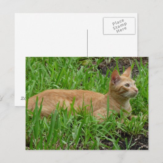 süße braune Katze Briefkaart (Voorkant / Achterkant)