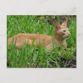 süße braune Katze Briefkaart