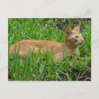süße braune Katze Briefkaart
