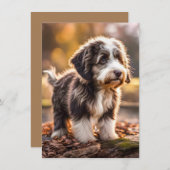 Süßer Aussiedoodle Welpe (Voorkant / Achterkant)