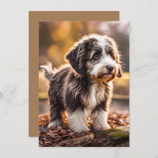 Süßer Aussiedoodle Welpe (Voorkant / Achterkant)