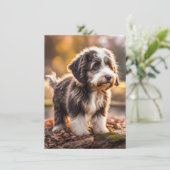 Süßer Aussiedoodle Welpe (Staand voorkant)