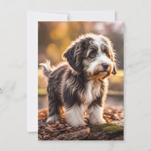 Süßer Aussiedoodle Welpe (Voorkant)