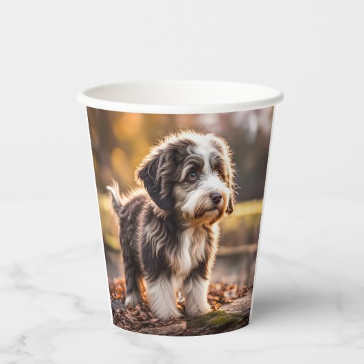 Süßer Aussiedoodle Welpe Papieren Bekers (Voorkant)