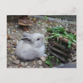 süßes Häschen, Babykaninchen das frisst:) Briefkaart